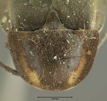 Media type: image;   Entomology 2774 Aspect: pronotum dorsal